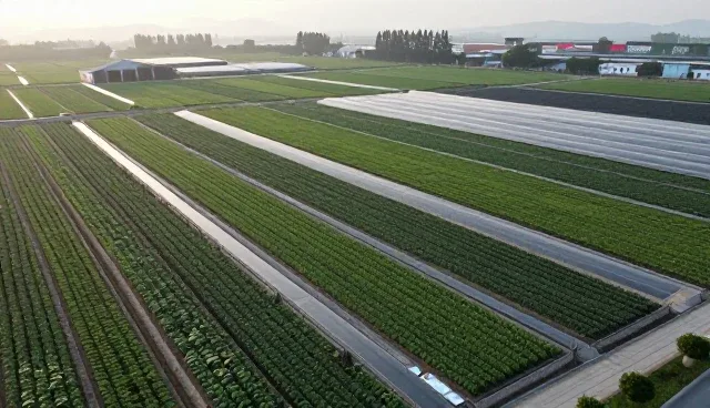 竞品调研提示词:前端开发提示词效果调优的检查要点