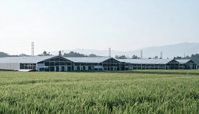 摘要提示词影响效果调优服务的成因分析
